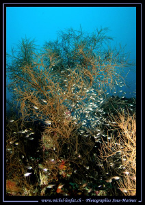 Glass Fishes... :O).. by Michel Lonfat 